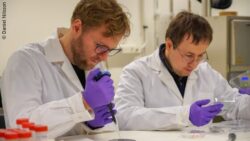 Image: Two researchers in a laboratory wearing white lab coats and purple gloves work with pipettes and petri dishes; copyright: Daniel Nilsson