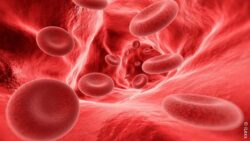 Image: A graphic of blood cells flowing within the body.; Copyright: iLexx