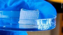 Image: A cube of cartilage construct on a petri dish held by a gloved hand in a laboratory setting; Copyright: Ozbolat Lab at Penn State / Penn State  